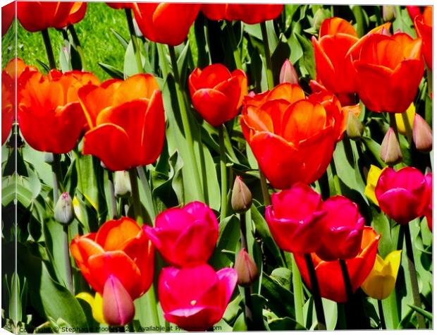 Tulips in our garden Canvas Print by Stephanie Moore