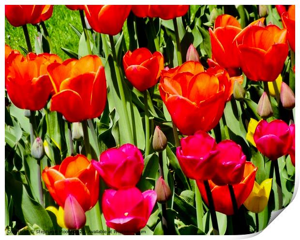 Tulips in our garden Print by Stephanie Moore