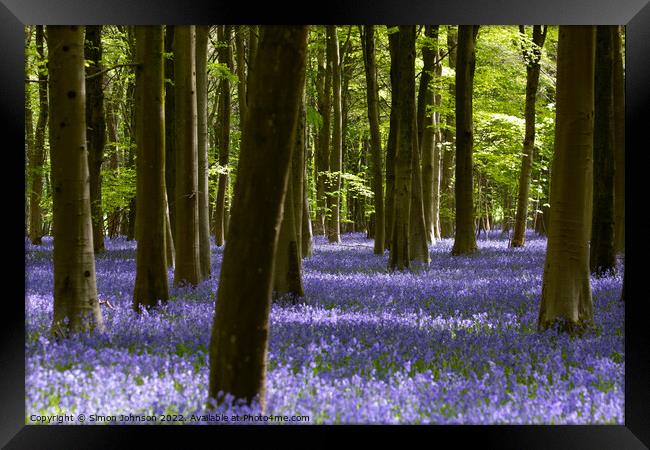 Bluebell Woodland Framed Print by Simon Johnson