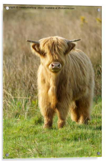 Highland Cow Acrylic by rawshutterbug 