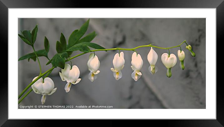 White Bleeding Heart Framed Mounted Print by STEPHEN THOMAS