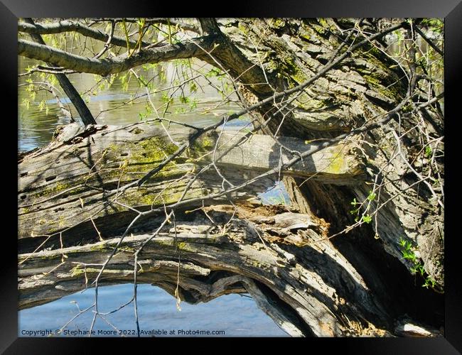 Broken Tree Branch Framed Print by Stephanie Moore