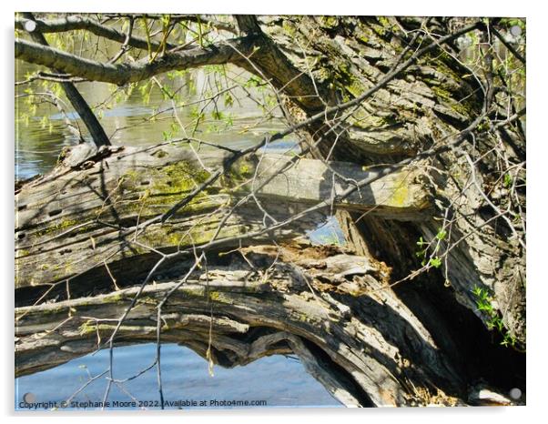 Broken Tree Branch Acrylic by Stephanie Moore
