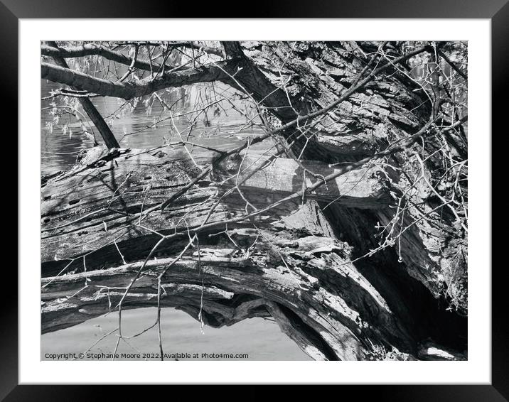 Broken tree branch in black and white Framed Mounted Print by Stephanie Moore