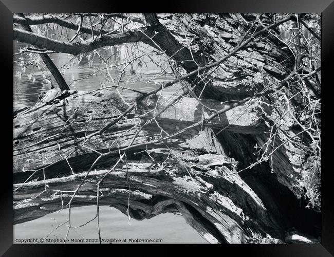 Broken tree branch in black and white Framed Print by Stephanie Moore