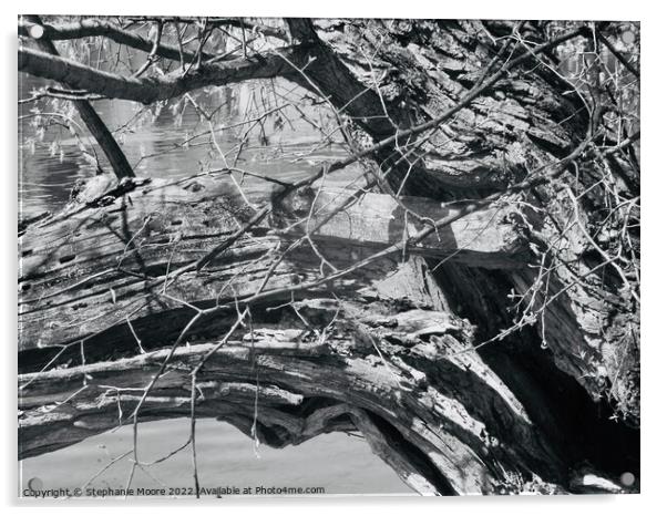 Broken tree branch in black and white Acrylic by Stephanie Moore