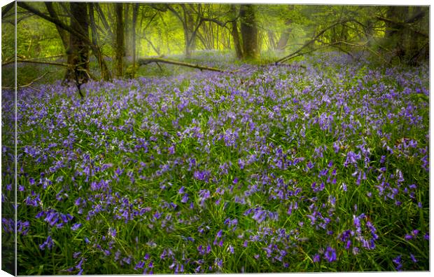 Bluebells in Pontneddfechan  Canvas Print by Leighton Collins