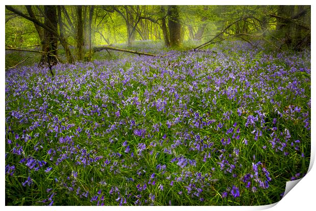 Bluebells in Pontneddfechan  Print by Leighton Collins