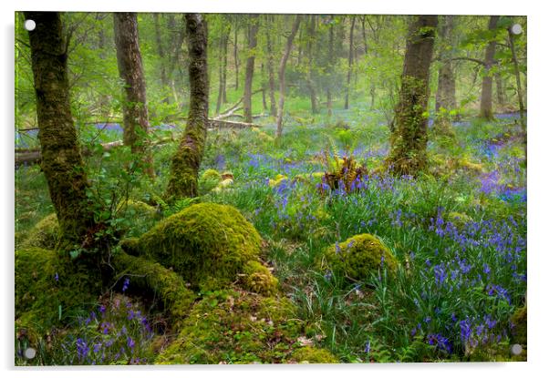 Bluebells in an Ancient forest Acrylic by Leighton Collins