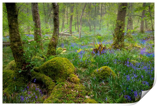 Bluebells in an Ancient forest Print by Leighton Collins