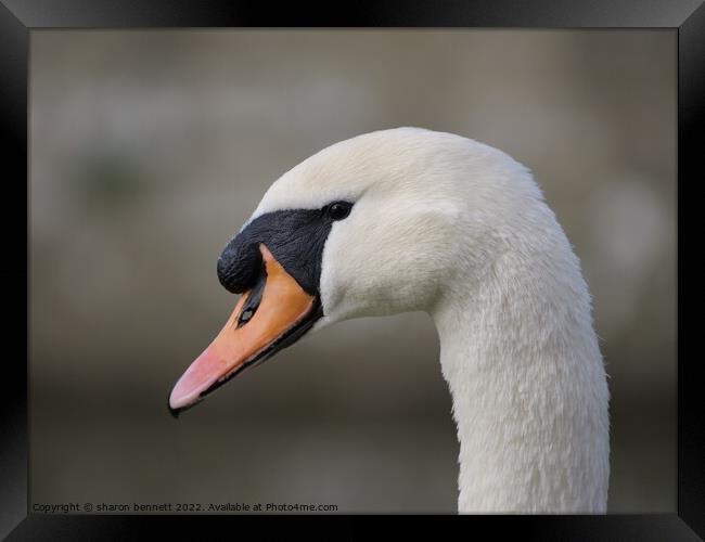 Portrait of a swan Framed Print by sharon bennett