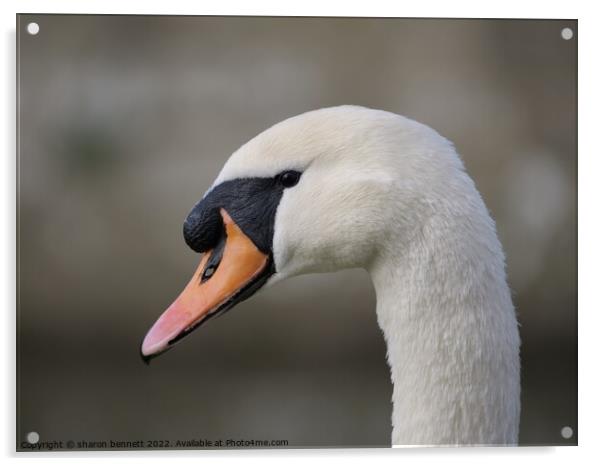 Portrait of a swan Acrylic by sharon bennett