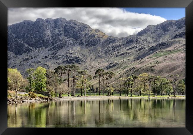 Buttermere Pines Framed Print by Roger Green