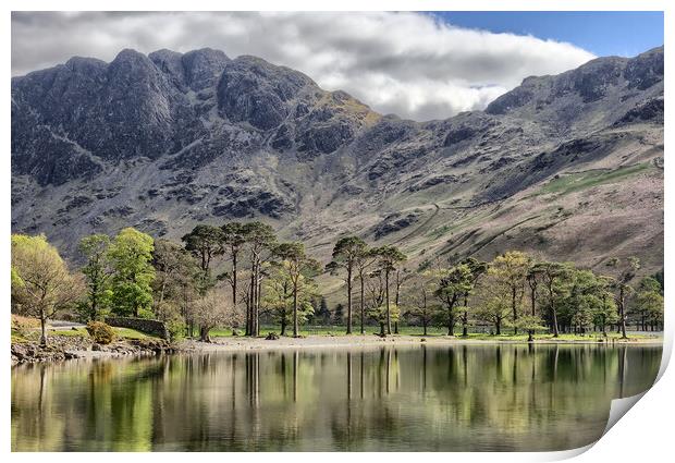 Buttermere Pines Print by Roger Green