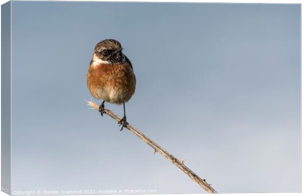 A Stonechat perched on a twig.  Canvas Print by Gordon Scammell