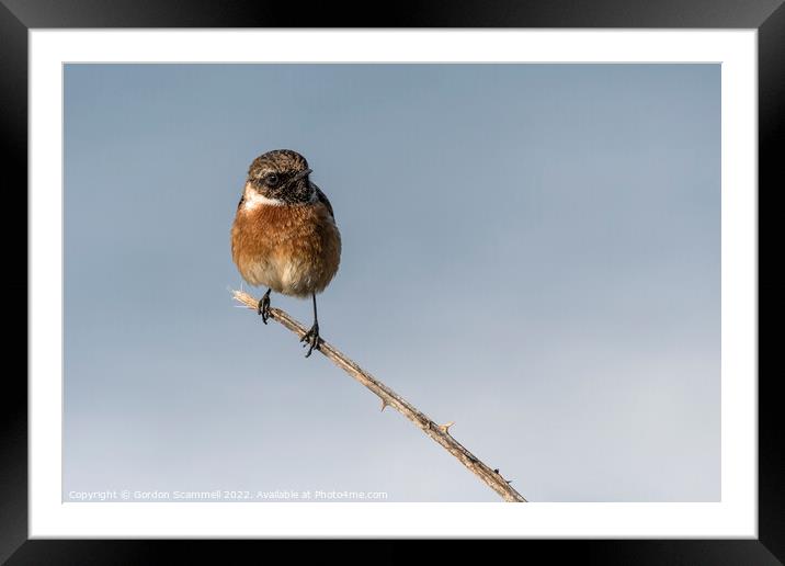 A Stonechat perched on a twig.  Framed Mounted Print by Gordon Scammell