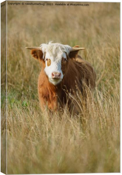White Headed Highland Cow Canvas Print by rawshutterbug 