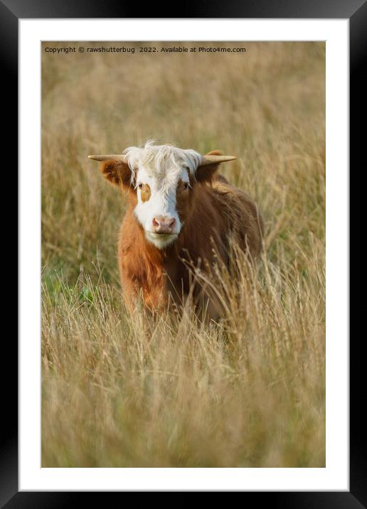 White Headed Highland Cow Framed Mounted Print by rawshutterbug 