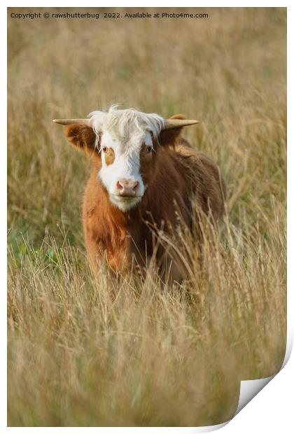 White Headed Highland Cow Print by rawshutterbug 