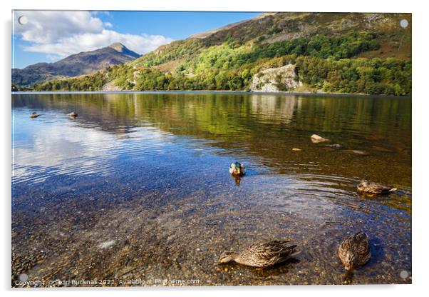Llyn Gwynant Lake Snowdonia Wales Acrylic by Pearl Bucknall