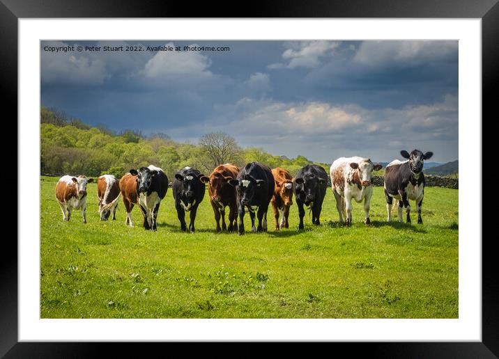 Its a line up of Cows in a field in the Yorkshire Dales Framed Mounted Print by Peter Stuart