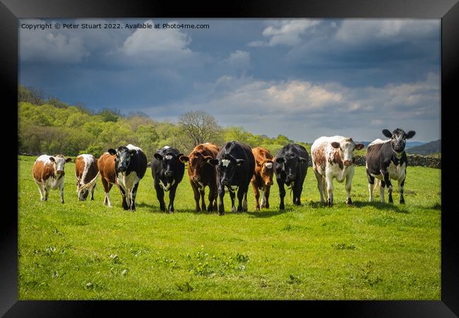 Its a line up of Cows in a field in the Yorkshire Dales Framed Print by Peter Stuart