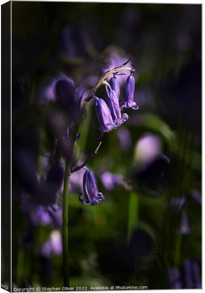 Bluebell in the light Canvas Print by Stephen Oliver