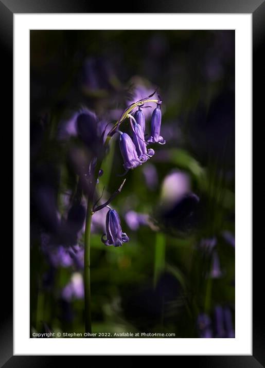 Bluebell in the light Framed Mounted Print by Stephen Oliver