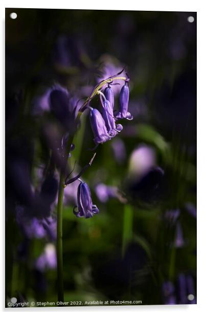 Bluebell in the light Acrylic by Stephen Oliver