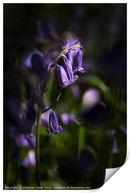 Bluebell in the light Print by Stephen Oliver