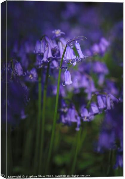 Bluebells of Spring Canvas Print by Stephen Oliver