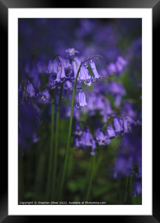 Bluebells of Spring Framed Mounted Print by Stephen Oliver
