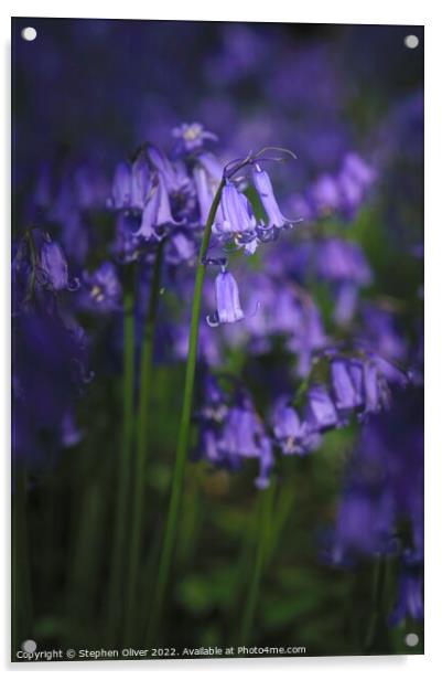 Bluebells of Spring Acrylic by Stephen Oliver
