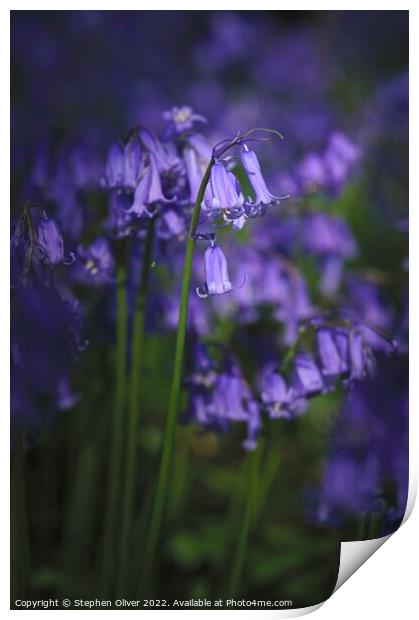 Bluebells of Spring Print by Stephen Oliver