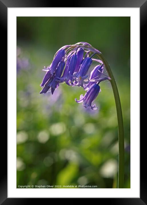Bluebell Arch Framed Mounted Print by Stephen Oliver