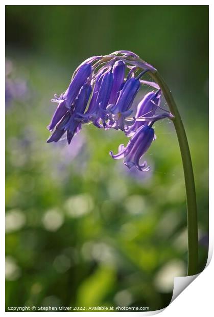 Bluebell Arch Print by Stephen Oliver
