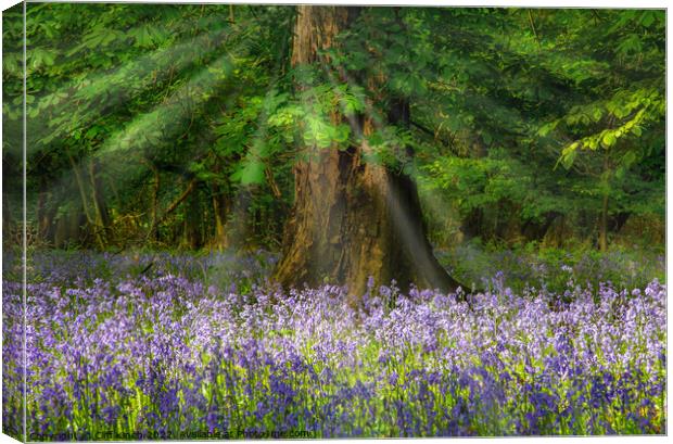 Bluebells and sunrays Canvas Print by Cliff Kinch