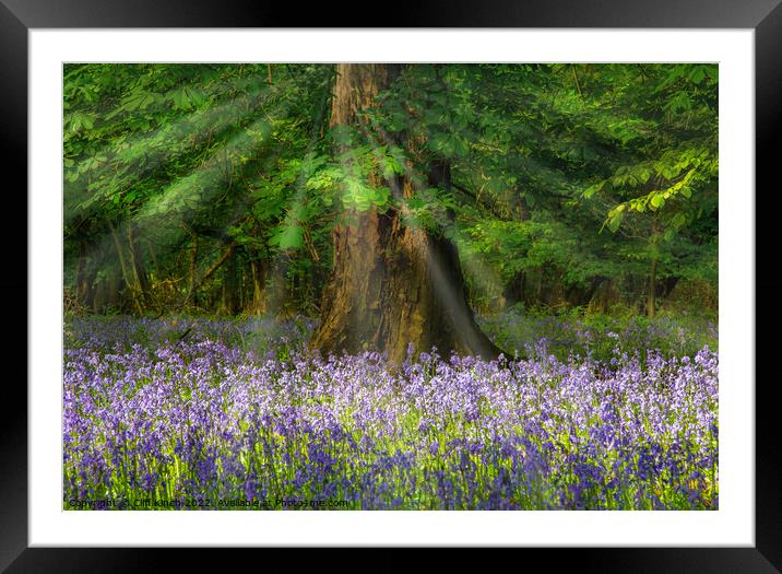 Bluebells and sunrays Framed Mounted Print by Cliff Kinch