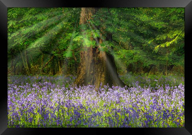 Bluebells and sunrays Framed Print by Cliff Kinch