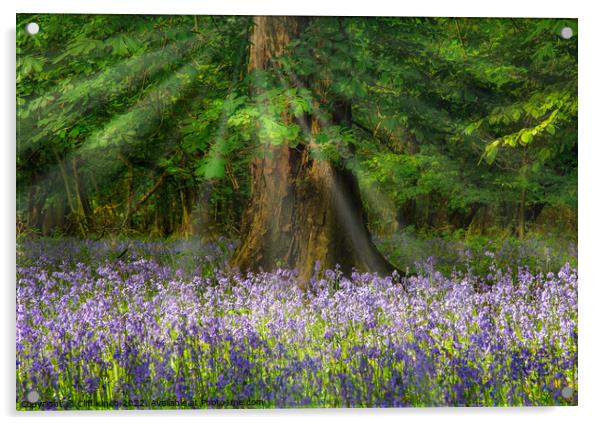 Bluebells and sunrays Acrylic by Cliff Kinch