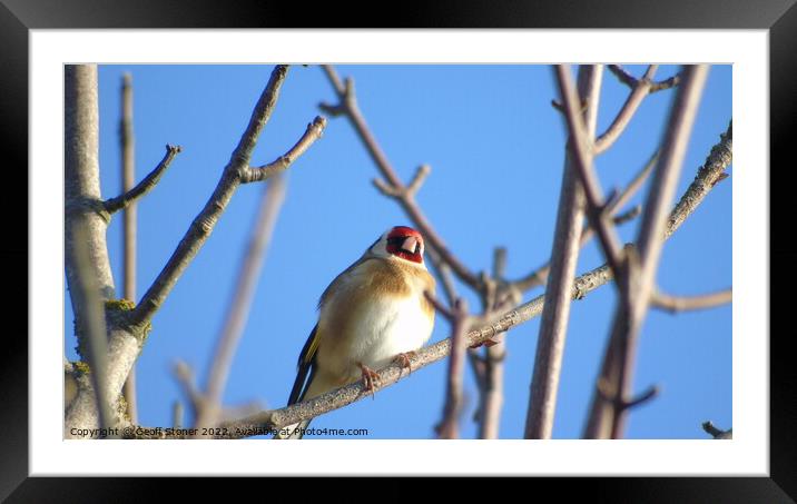 Goldfinch Framed Mounted Print by Geoff Stoner