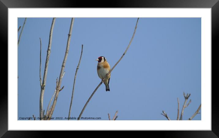 Goldfinch Framed Mounted Print by Geoff Stoner