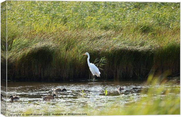 Large White Egret Canvas Print by Geoff Stoner