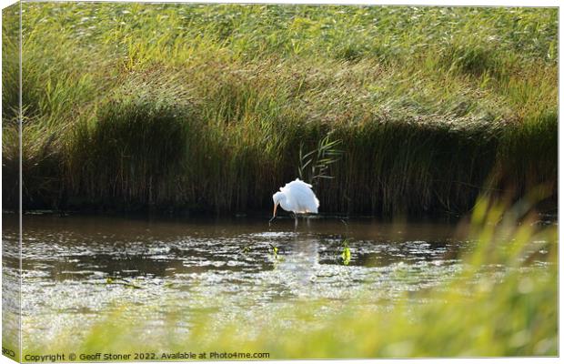 Large white egret Canvas Print by Geoff Stoner
