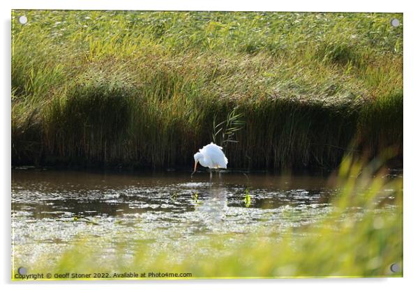 Large white egret Acrylic by Geoff Stoner
