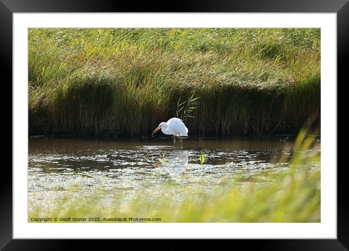 Large white egret fishing Framed Mounted Print by Geoff Stoner