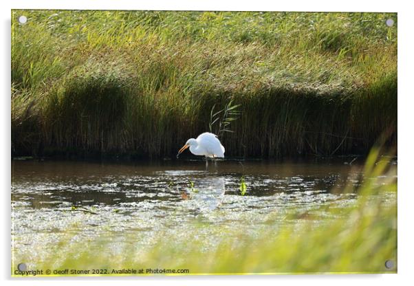 Large white egret fishing Acrylic by Geoff Stoner