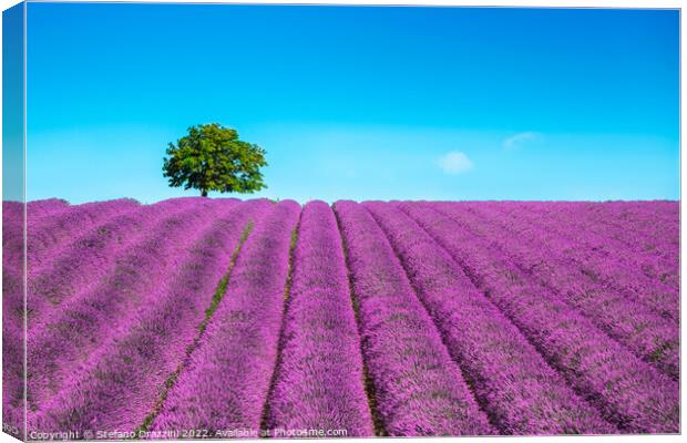 Lavender and lonely tree on the top of the hill. Provence, France Canvas Print by Stefano Orazzini