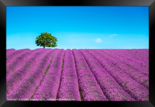 Lavender and lonely tree on the top of the hill. Provence, France Framed Print by Stefano Orazzini