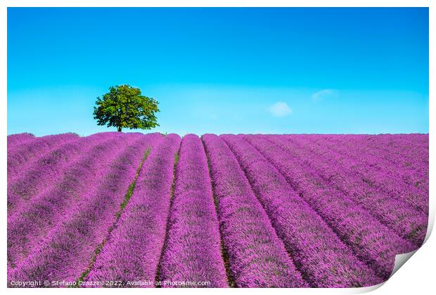 Lavender and lonely tree on the top of the hill. Provence, France Print by Stefano Orazzini
